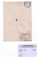 藏品(印度羽藻)的圖片